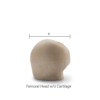 Femoral Head w/o Cartilage